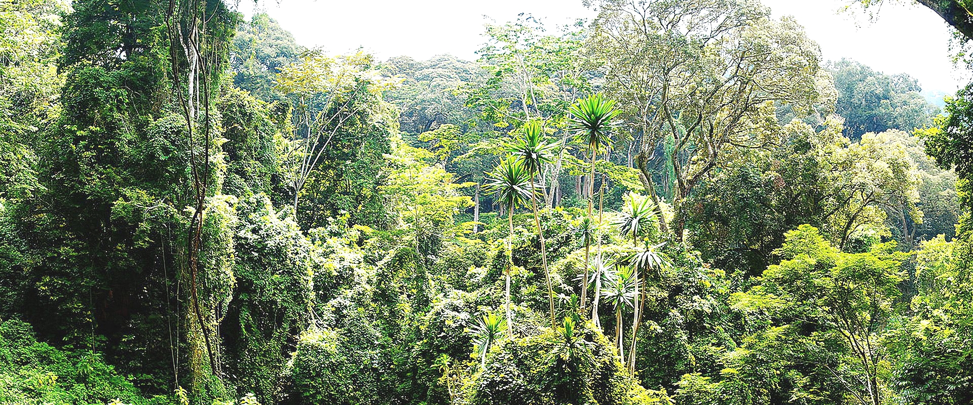 Kwamongo Expedition